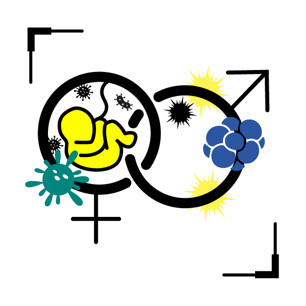 Graphic icon with male & female symbol, where germs and a feutus inside the symbols